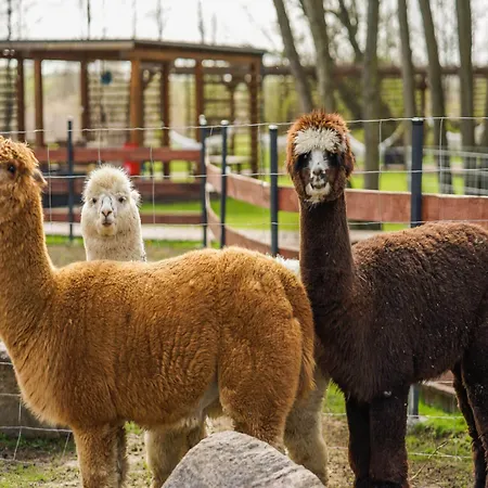 Comfortable Holiday Homes, Summer Pool, Sauna * Niechorze